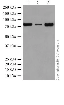 Western blot - Anti-PI 3 Kinase p85 beta antibody [EPR18416] (AB180967)
