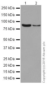 Western blot - Anti-PI 3 Kinase p85 beta antibody [EPR18416] (AB180967)