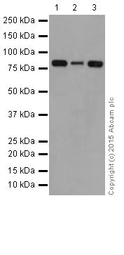 Western blot - Anti-PI 3 Kinase p85 beta antibody [EPR18416] (AB180967)