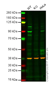 Western blot - Anti-PI 3 Kinase p85 beta antibody [EPR18416] (AB180967)
