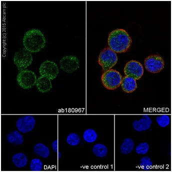 Immunocytochemistry/ Immunofluorescence - Anti-PI 3 Kinase p85 beta antibody [EPR18416] - BSA and Azide free (AB231161)