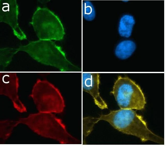 Immunocytochemistry/ Immunofluorescence - Anti-PI 3 Kinase p85 beta antibody [RP23040082] (AB313427)