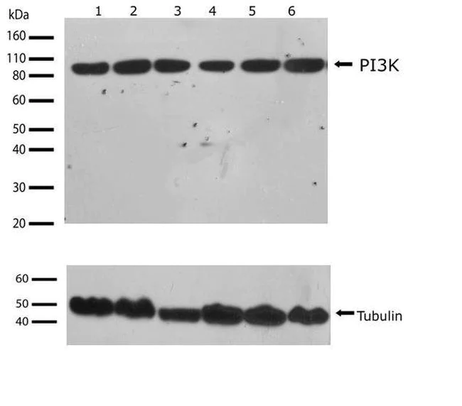 Western blot - Anti-PI 3 Kinase p85 beta antibody [RP23040082] (AB313427)