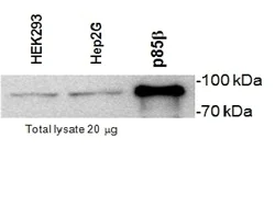 Western blot - Anti-PI 3 Kinase p85 beta antibody [T15] (AB28356)