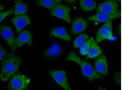 Immunocytochemistry/ Immunofluorescence - Anti-PI-9 antibody (AB233443)