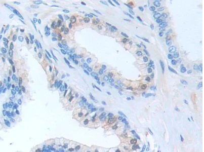 Immunohistochemistry (Formalin/PFA-fixed paraffin-embedded sections) - Anti-PI-9 antibody (AB233443)