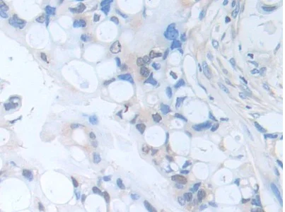 Immunohistochemistry (Formalin/PFA-fixed paraffin-embedded sections) - Anti-PI-9 antibody (AB233443)
