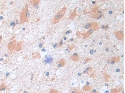 Immunohistochemistry (Formalin/PFA-fixed paraffin-embedded sections) - Anti-PI-9 antibody (AB233443)