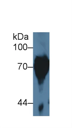 Western blot - Anti-PI-9 antibody (AB233443)