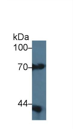 Western blot - Anti-PI-9 antibody (AB233443)