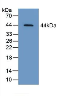 Western blot - Anti-PI-9 antibody (AB233443)