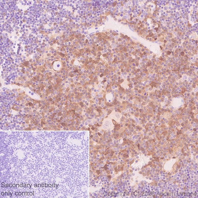 Immunohistochemistry (Formalin/PFA-fixed paraffin-embedded sections) - Anti-PI-9 antibody [EPR30517-563] (AB325928)