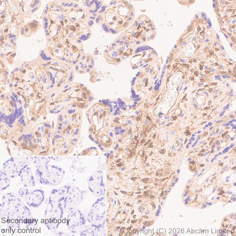 Immunohistochemistry (Formalin/PFA-fixed paraffin-embedded sections) - Anti-PI-9 antibody [EPR30517-563] (AB325928)