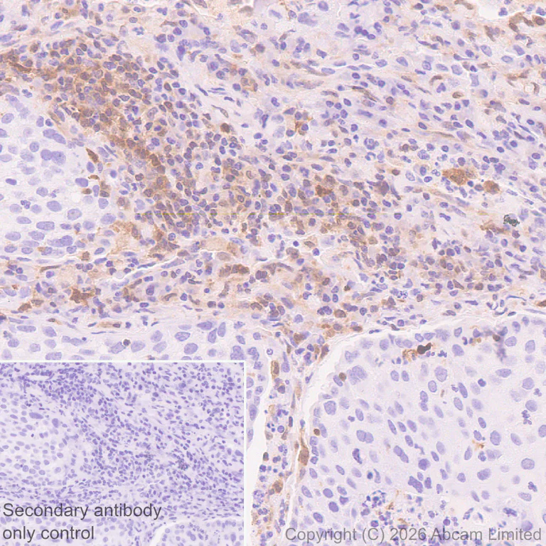 Immunohistochemistry (Formalin/PFA-fixed paraffin-embedded sections) - Anti-PI-9 antibody [EPR30517-563] (AB325928)