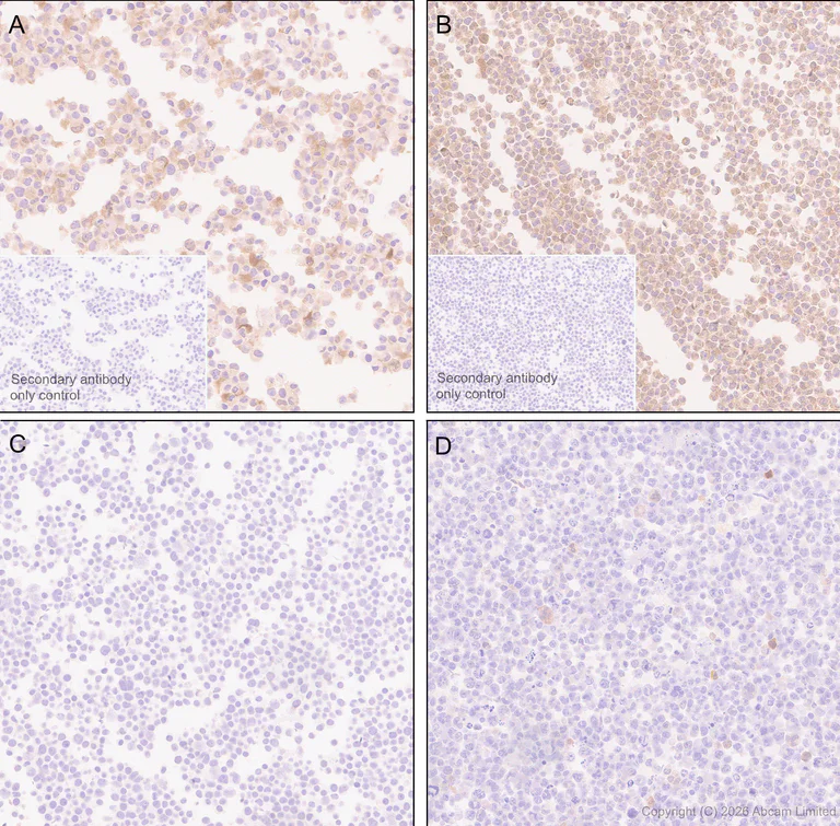Immunohistochemistry (Formalin/PFA-fixed paraffin-embedded sections) - Anti-PI-9 antibody [EPR30517-563] (AB325928)