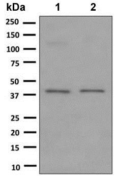 Western blot - Anti-PI-9 antibody [EPR8186(2)] (AB150400)