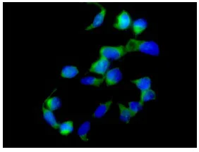 Immunocytochemistry/ Immunofluorescence - Anti-PI3 Kinase p110 beta antibody [EPR5515(2)] (AB151549)