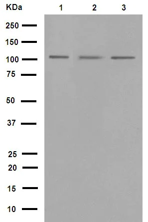 Western blot - Anti-PI3 Kinase p110 beta antibody [EPR5515(2)] (AB151549)