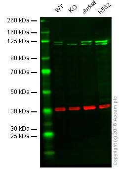 Western blot - Anti-PI3 Kinase p110 beta antibody [Y384] (AB32569)