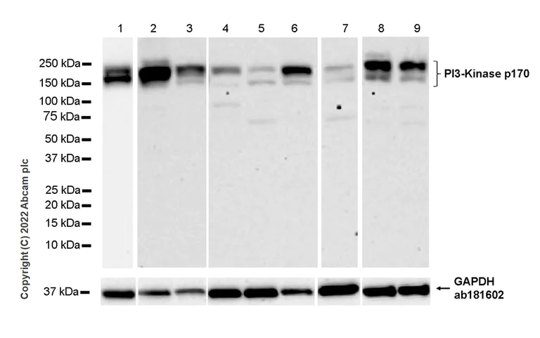 Western blot - Anti-PI3-Kinase p170 antibody [17/PI3-Kinase p170] - BSA and Azide Free (AB307099)