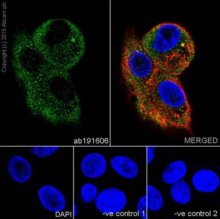 Immunocytochemistry - PI3K/AKT signalling pathway panel (AB283852)