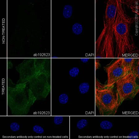 Immunocytochemistry - PI3K/AKT signalling pathway panel (AB283852)
