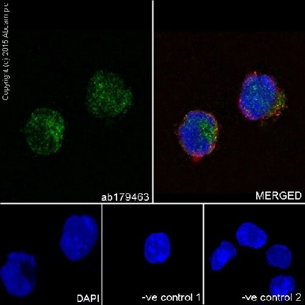 Immunocytochemistry - PI3K/AKT signalling pathway panel (ab283852), expandable thumbnail