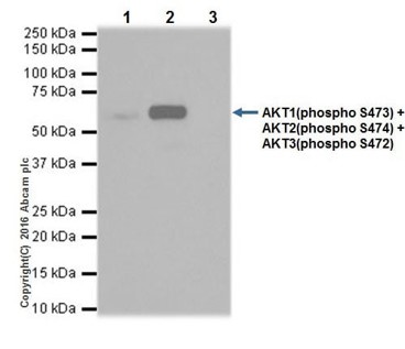 Immunoprecipitation - PI3K/AKT signalling pathway panel (AB283852), expandable thumbnail