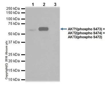 Immunoprecipitation - PI3K/AKT signalling pathway panel (AB283852)