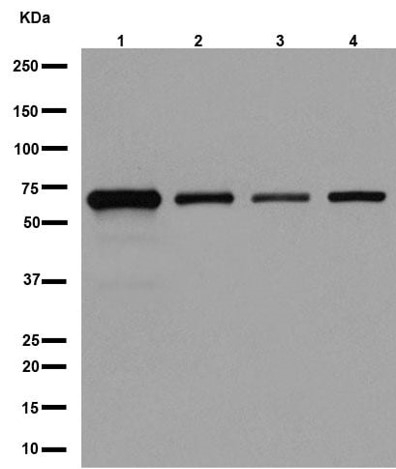 Western blot - PI3K/AKT signalling pathway panel (ab283852), expandable thumbnail