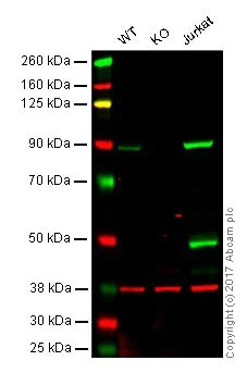 Western blot - PI3K/AKT signalling pathway panel (AB283852)
