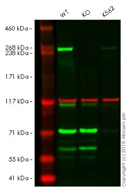 Western blot - PI3K/AKT signalling pathway panel (AB283852)