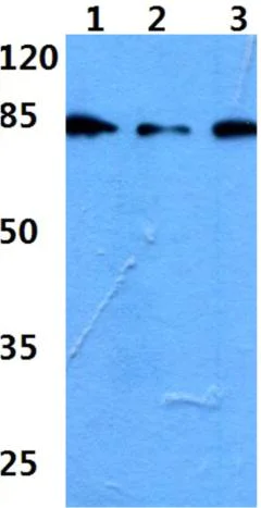 Western blot - Anti-PI3R6 antibody (AB192540)