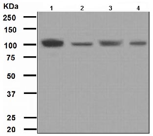 Western blot - Anti-PI4 kinase beta/PI4KB antibody [EPR3758(2)] (AB109418)