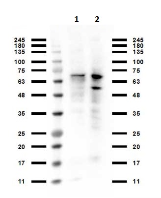 Western blot - Anti-PIAS1 antibody (AB263970), expandable thumbnail