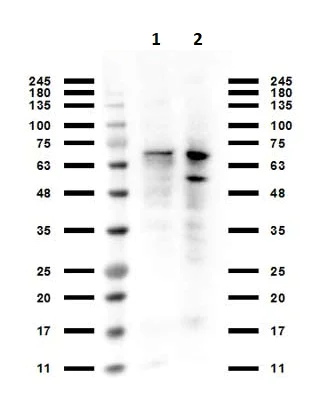 Western blot - Anti-PIAS1 antibody (AB263970)