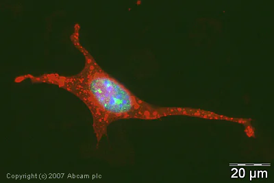 Immunocytochemistry/ Immunofluorescence - Anti-PIAS1 antibody (AB32219)