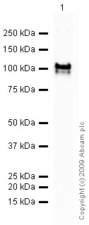 Western blot - Anti-PIAS1 antibody (AB32219)
