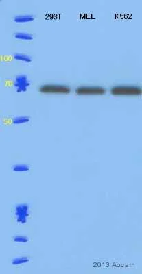 Western blot - Anti-PIAS1 antibody (AB32219)