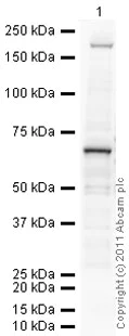 Western blot - Anti-PIAS1 antibody (AB32219)