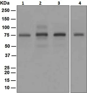 Western blot - Anti-PIAS1 antibody [EPR2580(2)] (AB109388)