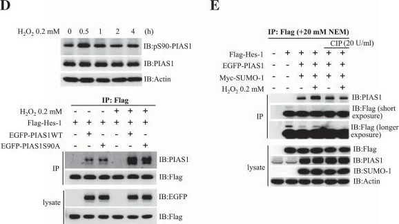 Western blot - Anti-PIAS1 antibody [EPR2580(2)] (AB109388)