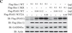 Western blot - Anti-PIAS1 antibody [EPR2580(2)] (AB109388)