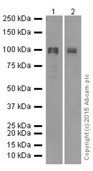 Western blot - Anti-PIAS1 antibody [EPR2580(2)] (AB109388)