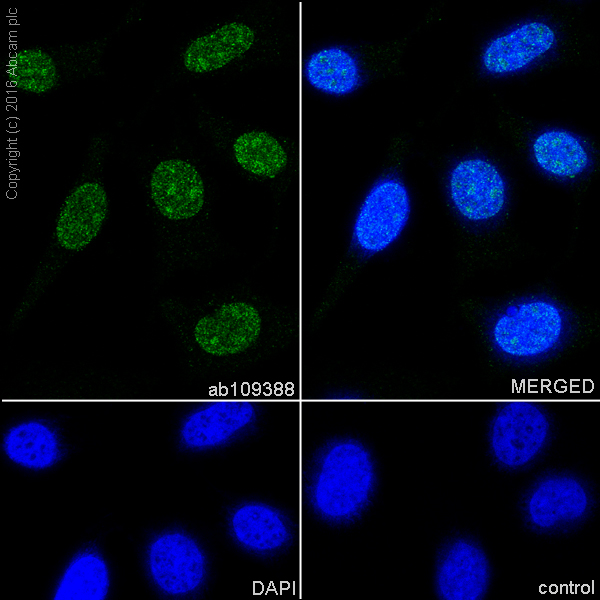 Immunocytochemistry/ Immunofluorescence - Anti-PIAS1 antibody [EPR2580(2)] - BSA and Azide free (AB239973)