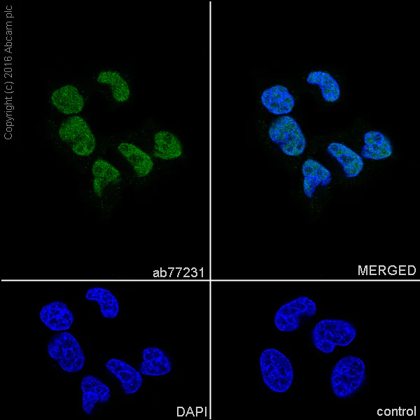Immunocytochemistry/ Immunofluorescence - Anti-PIAS1 + PIAS2 antibody [EPR2581Y] (AB77231)