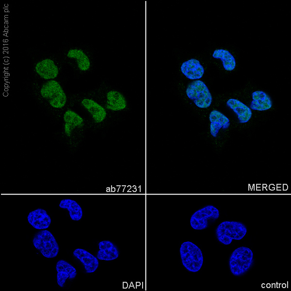 Immunocytochemistry/ Immunofluorescence - Anti-PIAS1+PIAS2 antibody [EPR2581Y] - BSA and Azide free (AB247490), expandable thumbnail