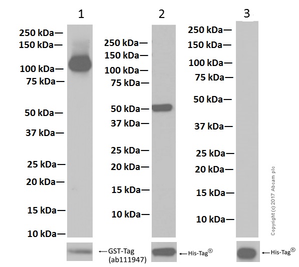 Western blot - Anti-PIAS1+PIAS2 antibody [EPR2581Y] - BSA and Azide free (AB247490), expandable thumbnail