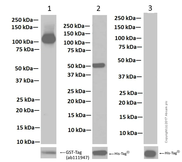 Western blot - Anti-PIAS1+PIAS2 antibody [EPR2581Y] - BSA and Azide free (AB247490)