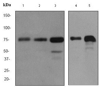 Western blot - Anti-PIAS1+PIAS2 antibody [EPR2581Y] - BSA and Azide free (AB247490), expandable thumbnail